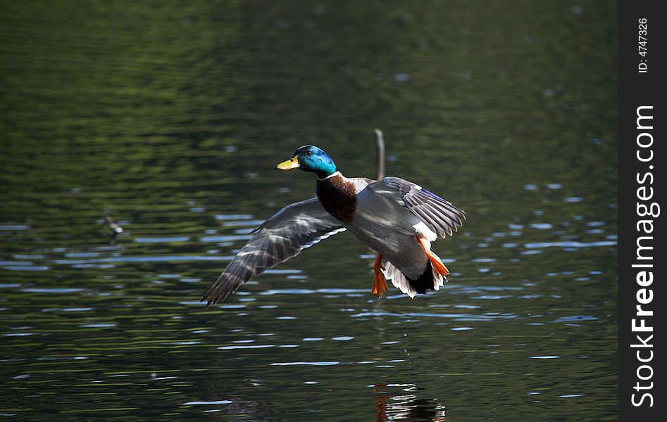 Mallard duck landing in water
