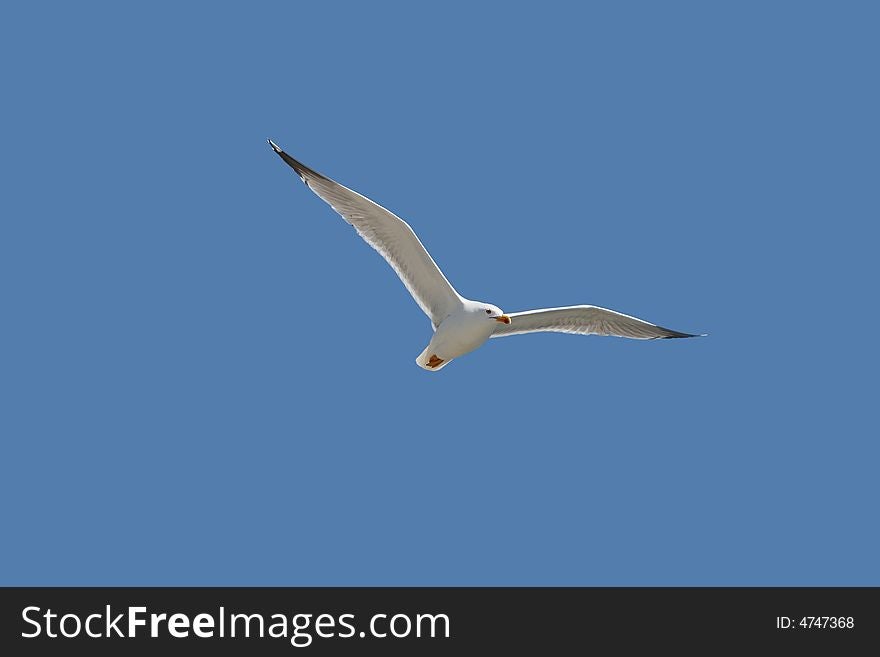 Seagull flying in a blue sky