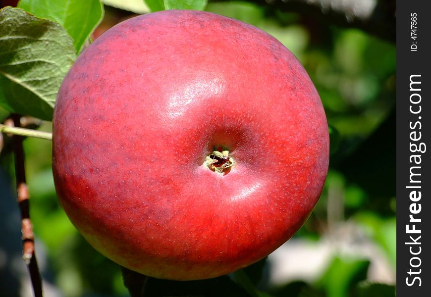 One large red cortland apple,Grown on Indian garden farm Bridgewater Lunenburg County Nova Scotia Canada. One large red cortland apple,Grown on Indian garden farm Bridgewater Lunenburg County Nova Scotia Canada