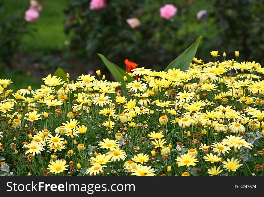 Some yellow flowers with a green background. Some yellow flowers with a green background