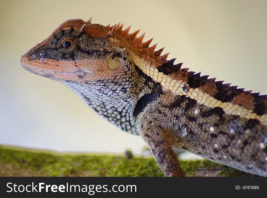 On a photo closeup  lizard.