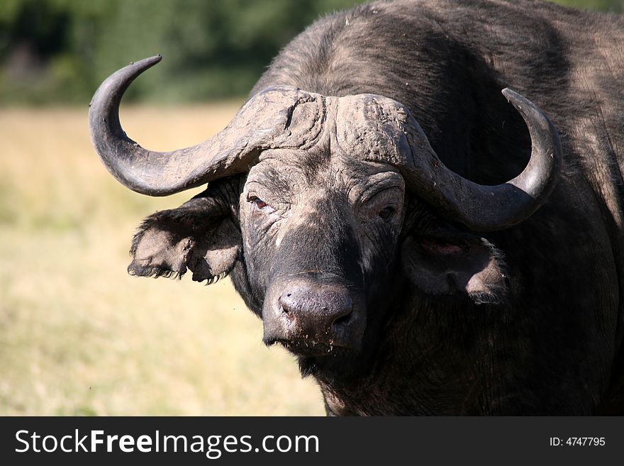 Buffalo in the Masai Mara Reserve (Kenya). Buffalo in the Masai Mara Reserve (Kenya)