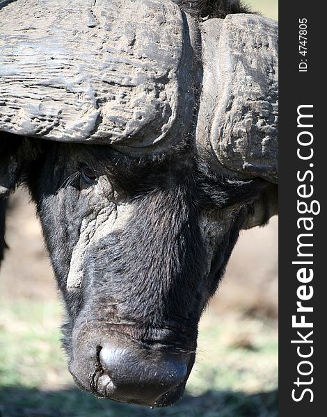 Buffalo (Kenya)