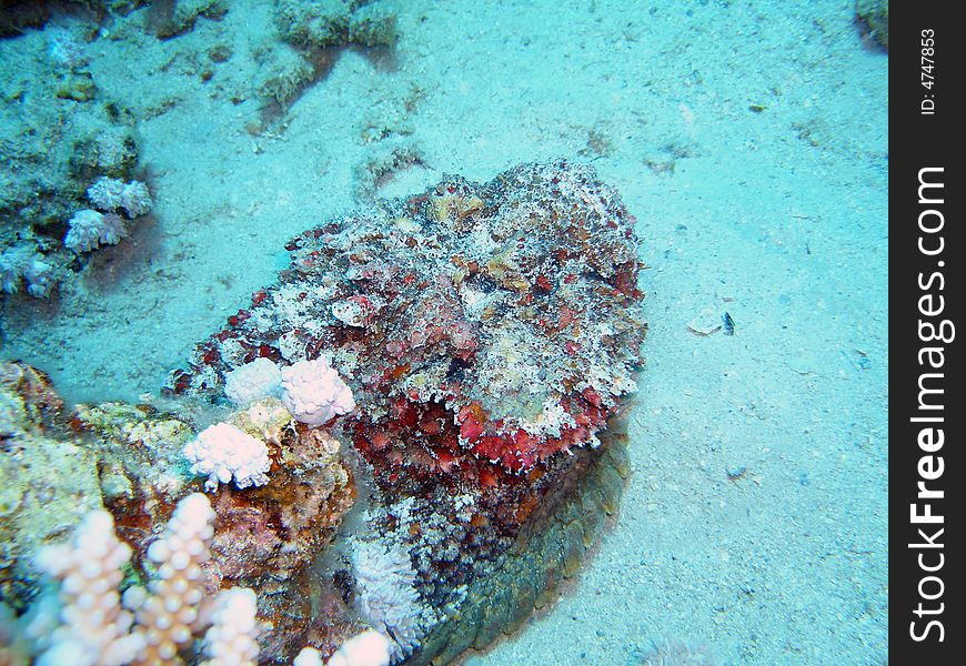 A lethal stone fish on the sand