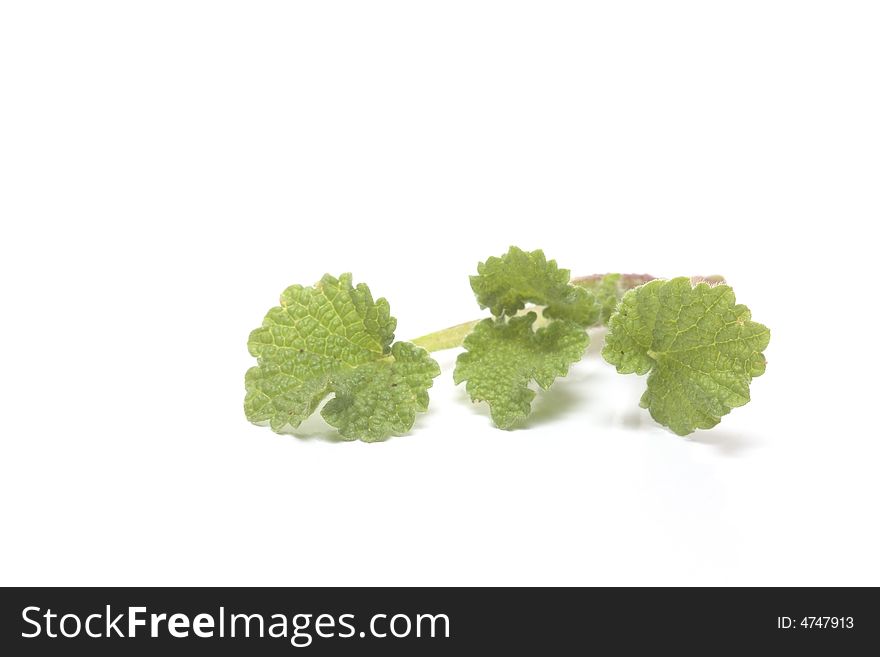 Fresh and green nettle isolated