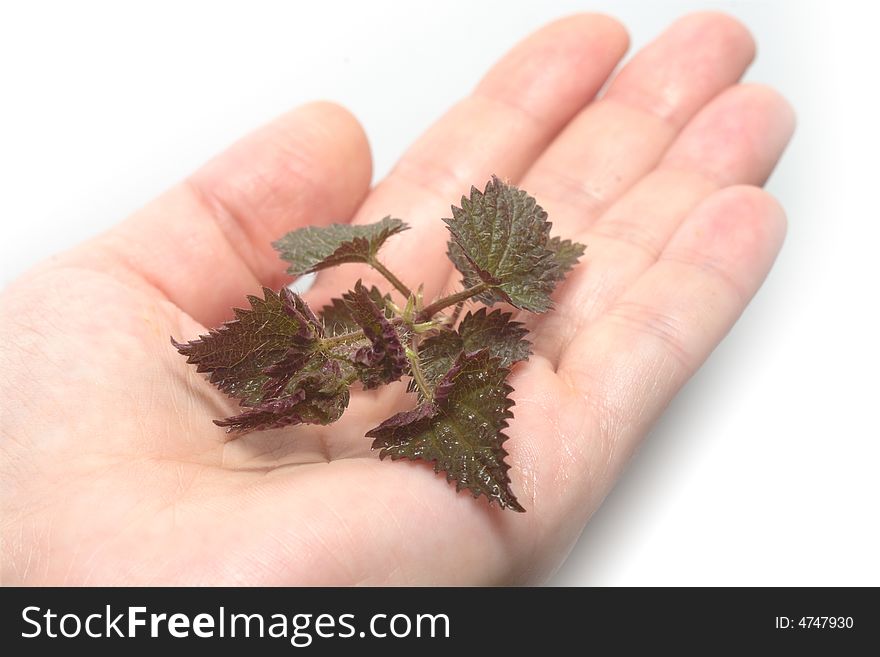 Fresh and green nettle isolated on a hand