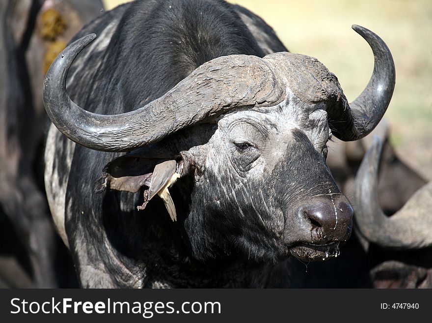 Buffalo and Oxpecker in the Masai Mara Reserve (Kenya). Buffalo and Oxpecker in the Masai Mara Reserve (Kenya)