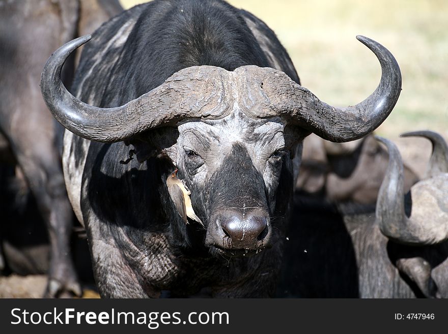 Buffalo and Oxpecker in the Masai Mara Reserve (Kenya). Buffalo and Oxpecker in the Masai Mara Reserve (Kenya)