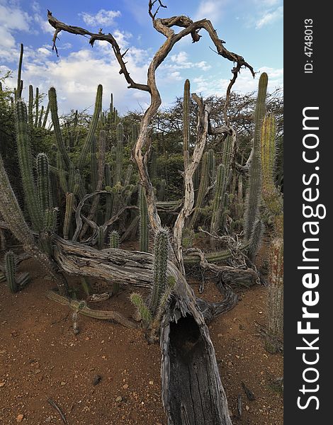 Desert scene with cactus jungle