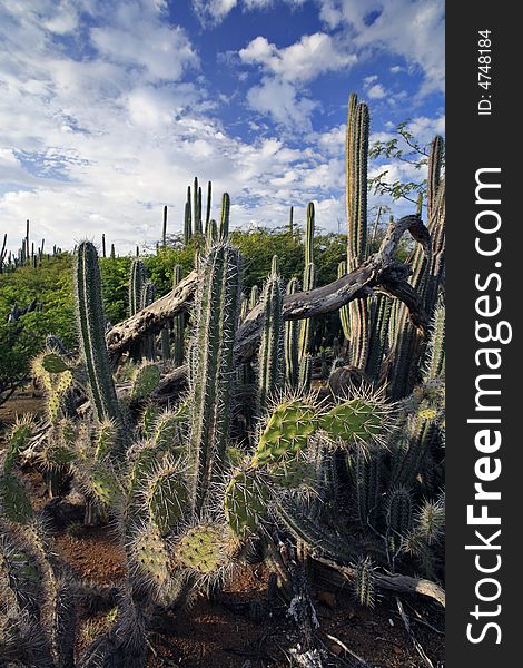 Cactus forest on the island of Bonaire