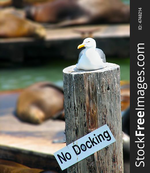 A Sea Gull sitting on a No Docking pole. A Sea Gull sitting on a No Docking pole.