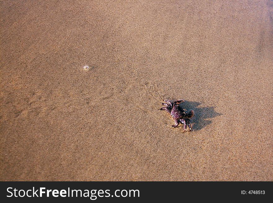 A small crab crawls across wet sand on the beach. A small crab crawls across wet sand on the beach