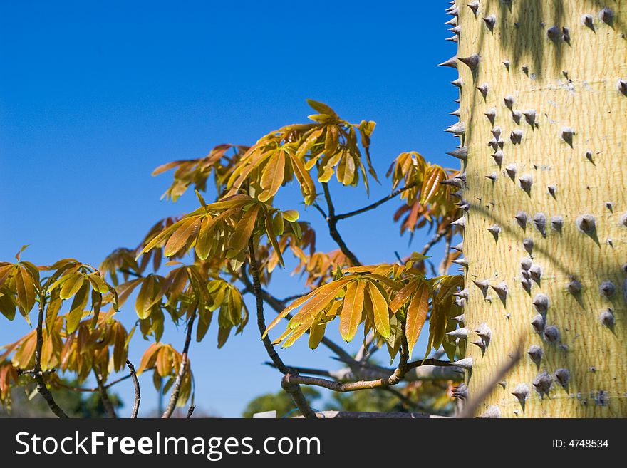 Close-up of a thorny tree taken at Palma Solta botanical Gardens in Bradenton, FL.