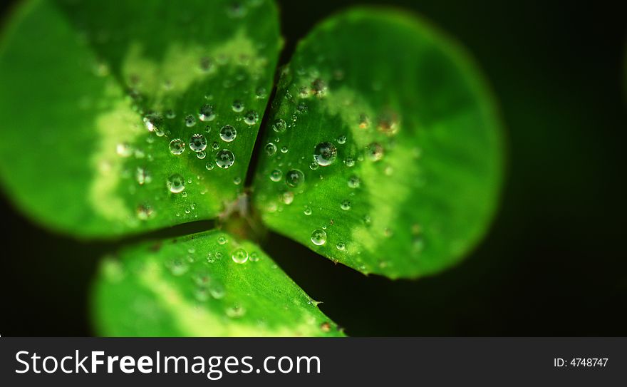 Green clover covered with Water Drops, black background