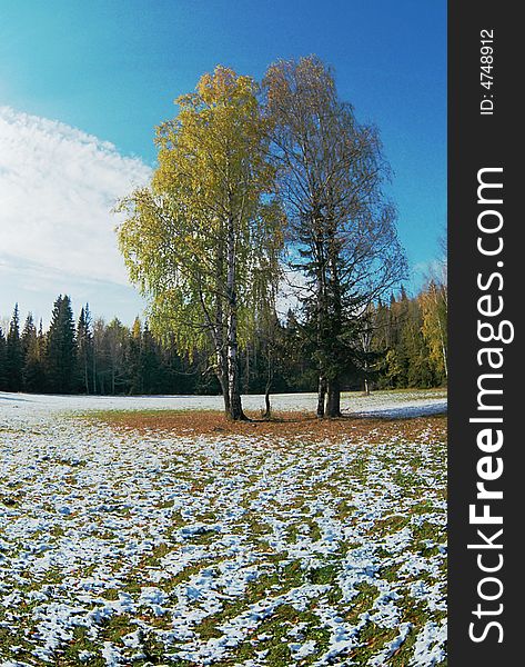 Glade in wood and two birches. Photo.