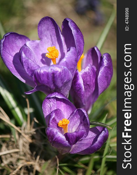 Some violet flowers growing in the garden