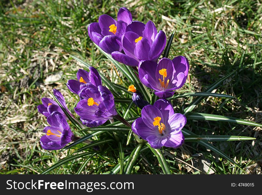 Flowers growing in the city garden on the grass