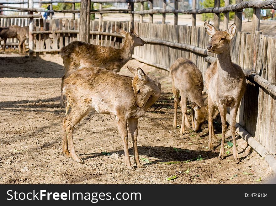 Cute deers,Photo by Toneimage in China,a photographer living in Beijing.