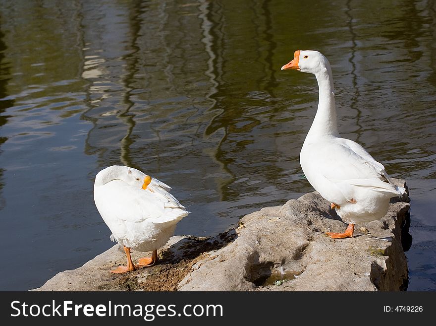 Cute goose ,Photo by Toneimage in China,a photographer living in Beijing.