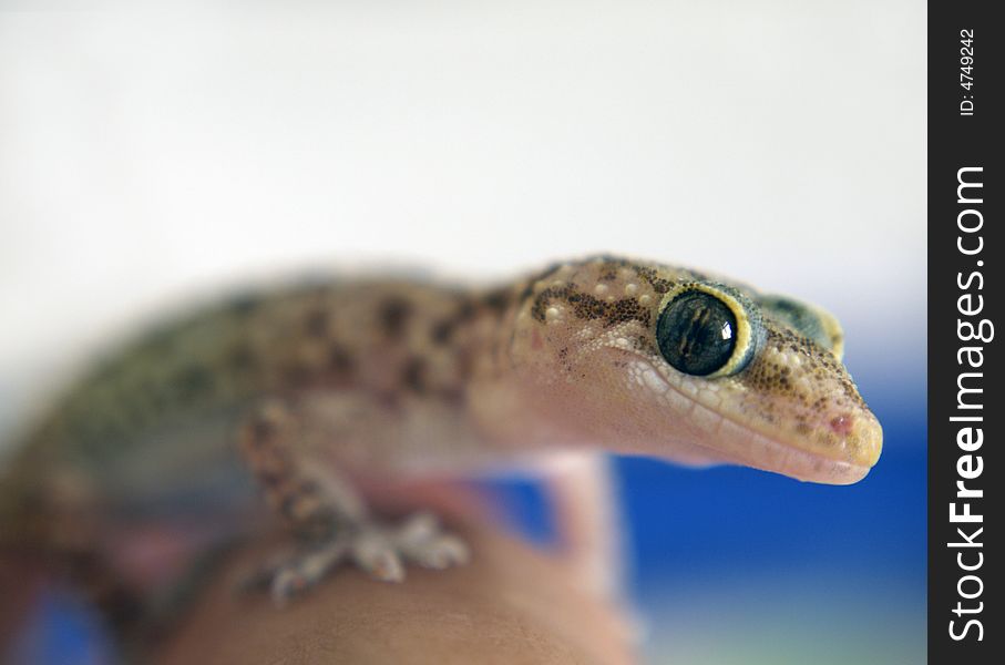 Cute close up gecko over white-blue background. Cute close up gecko over white-blue background.