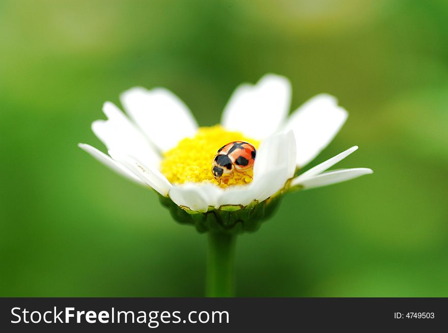 A lady is playing in a white marguerite. A lady is playing in a white marguerite.