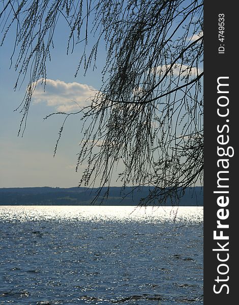 Sparkling, sunlit lake and weeping willows. Sparkling, sunlit lake and weeping willows