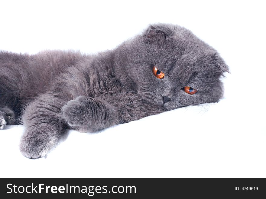 Scottish fold cat grey furry plushy