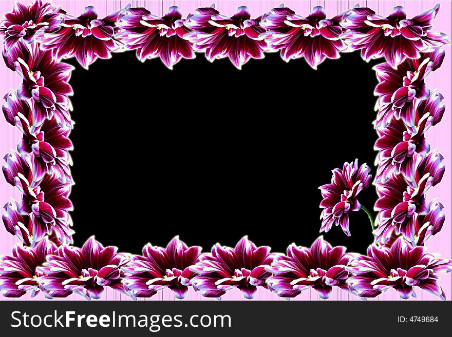 Rectangular frame with flowers gerbera