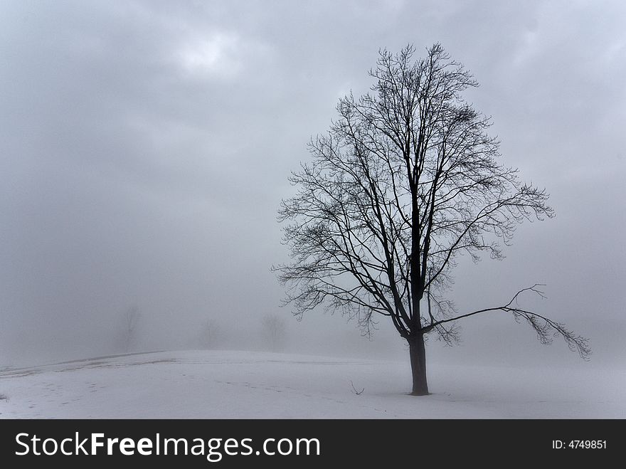 A tree standing out from the foggy winter. A tree standing out from the foggy winter.