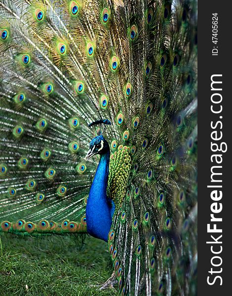 Peacock