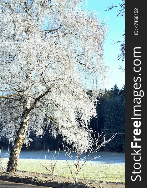 icing birch along the road in Austria