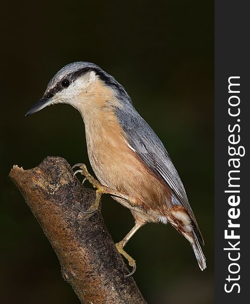 An upright detailed and close up photograph of a nuthatch on a branch and looking alert. Beautiful detail in feathers and beak