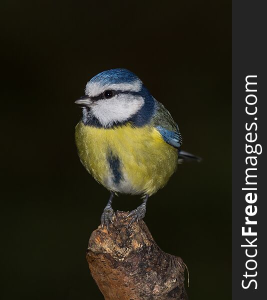An upright detailed and close up photograph of a blue tit on a branch and looking alert. Beautiful detail in feathers and beak