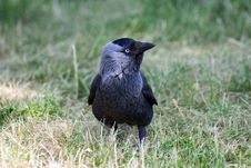 Little Rook Royalty Free Stock Photography