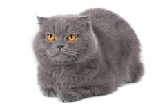 Scottish Fold Cat Stock Image