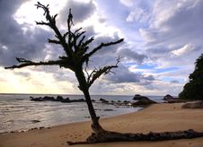 Beach Tree Stock Photo