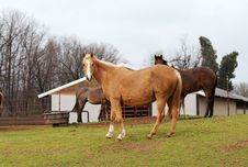 Grazing Horses In A Medow Royalty Free Stock Images Grazing Horses In A Medow Royalty Free Stock Images