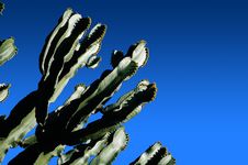 Cactus [01] Stock Images