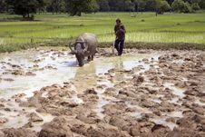 Plough With Water Buffalo Stock Photography