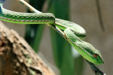 Sneaking Snake Stock Image Sneaking Snake Stock Image