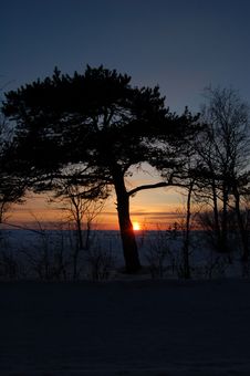 Lonely Tree On A Decline Royalty Free Stock Photo Lonely Tree On A Decline Royalty Free Stock Photo