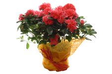 Free Flowers Royalty Free Stock Photos - 4759878