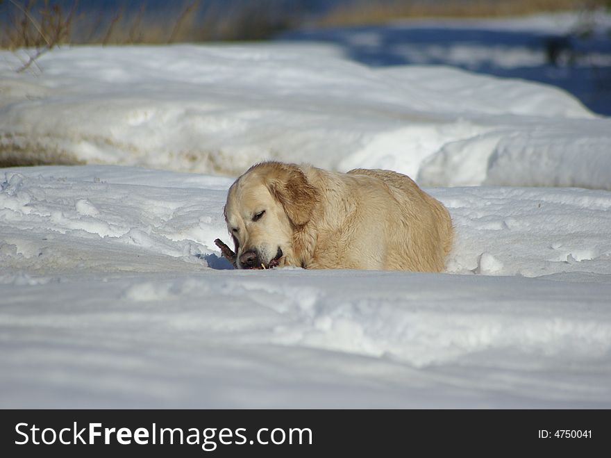 Friendly dog chewing the stick. Friendly dog chewing the stick