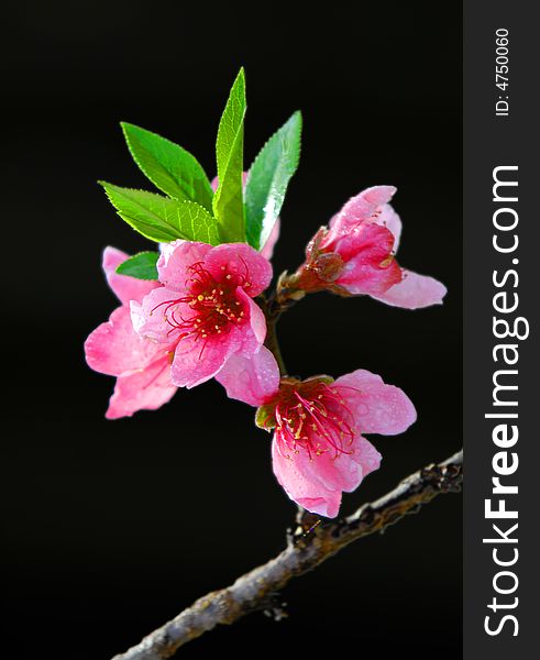 Peach March 
China's central and southern Taiwan in the rural areas, every year the peach blossoms in full bloom.