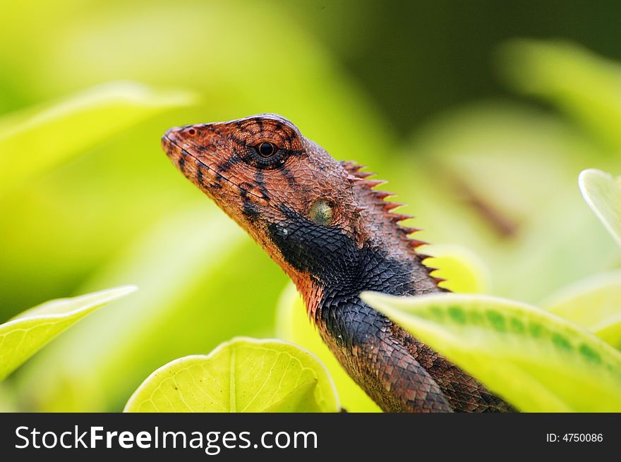 A close up photo of a lizard with brown skin.