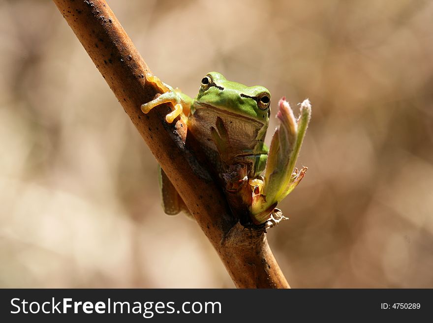 Green hyla frog on a twig. Nature detail. Green hyla frog on a twig. Nature detail.