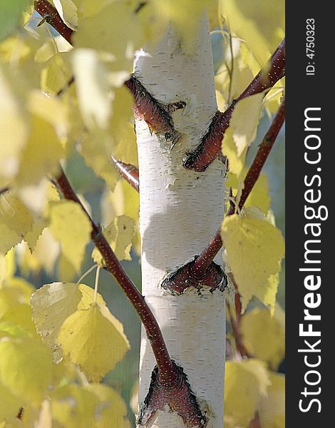 Stem of birch with yellow leaves. Photo.