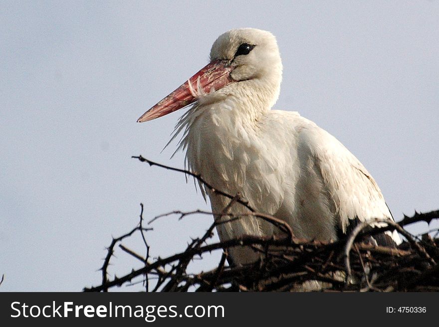 A wild stork perched in his nest. A wild stork perched in his nest