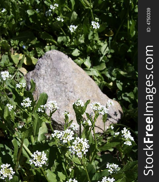 Fresh quiet blooming flowers and rock. Fresh quiet blooming flowers and rock