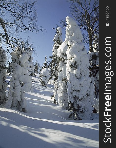 Coniferous wood in snow. Photo.